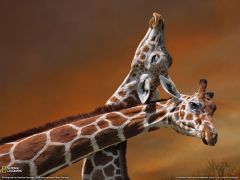 Tapeta National Geographic 552.jpg